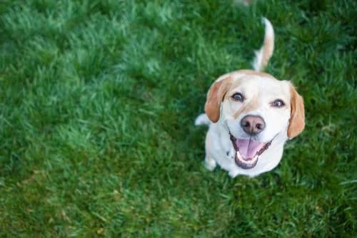 Officieel cursusbeeld van Dierenzorg bij Thuiscursus.nl