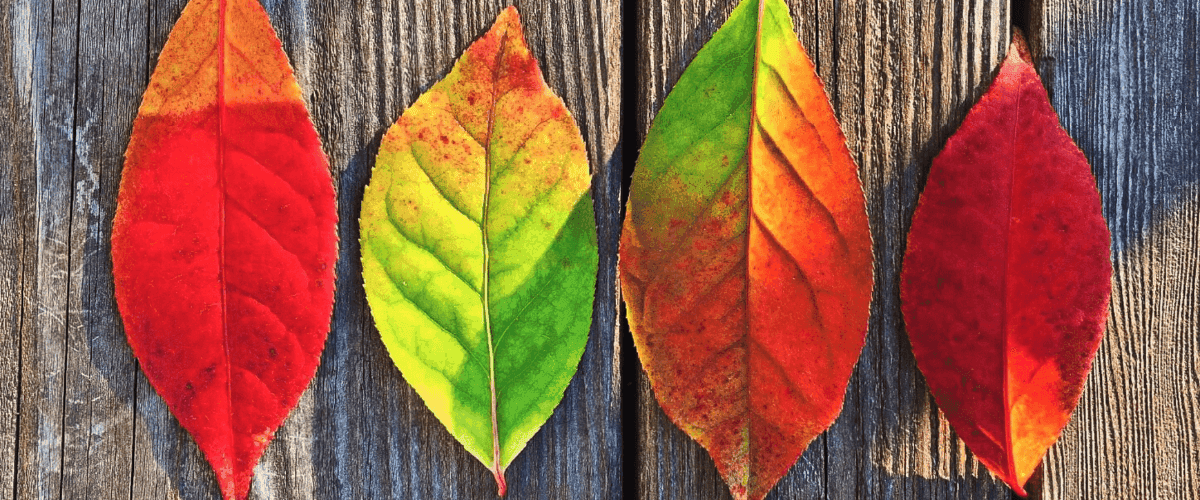Herfst
