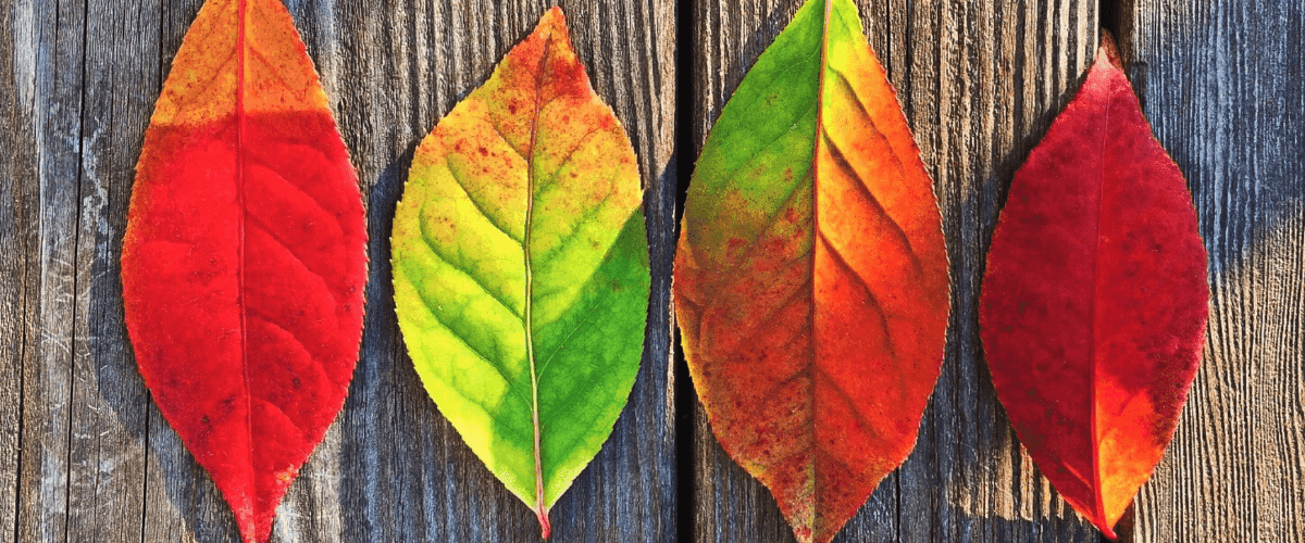 Herfst